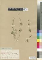 Image result for Stachys aethiopica
