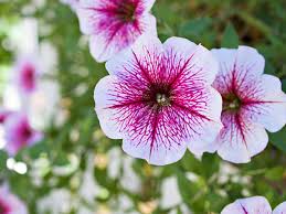 Image result for Petunia axillaris
