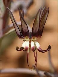 Image result for Ornithoglossum viride