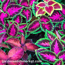 Image result for Coleus eminii