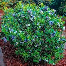 We did not find results for: Premier Blueberry Bush Blueberry Bush For Sale Plantingtree