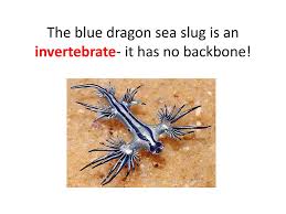 But now the snake will be sad :( the location of the josh fight. Blue Dragon Sea Slug By Mrs Crowther Ppt Download