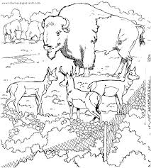 Or maybe you're new to the phenomenon (little do you know. Buffalo Color Page