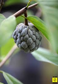 Apples, on the other hand, produce a lot a single backyard apple tree can yield more than 800 pounds of apples in a good year. Malaysia Mybigsfarm