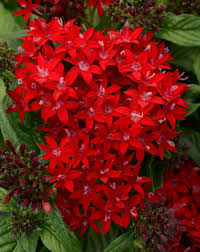 Image result for Pentas herbacea