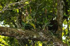 Image result for Bulbophyllum schinzianum