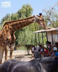 Vive una experiencia única en parque safari 🦓🦒🦙🤗 asegura tu entrada online! Parque Safari Photos Facebook