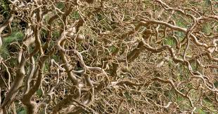 Picturesque for its thick fissured gray bark, cork oak (quercus suber, usda hardiness zones 7. Caring For A Twisted Willow Tree The Woodsman