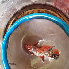 Foto ikan cupang avatar cooper. Cupang Jowo Nemo Cooper Female 4bulan S Full Egg Siap Facebook