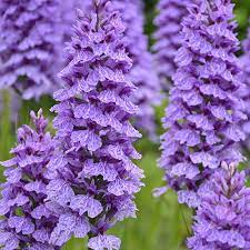 Dactylorhiza Maculata Seeds Heath Spotted Orchid Moorland Spotted Orchid Plant World Seeds Orchid Plants Planting Flowers Plants