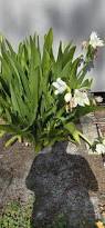 Image result for Crinum aurantiacum