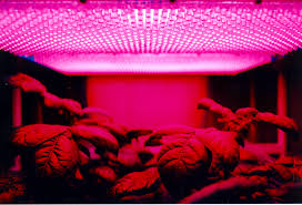 Maybe you would like to learn more about one of these? Leaving Grow Lights On For 24 Hours Explained