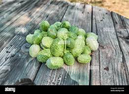 Image result for Cucumis anguria