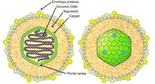 The diagnostic process is the method by which health professionals select one disease over another, identifying The Role Of Epstein Barr Virus In Burkitt S Lymphoma Microbewiki