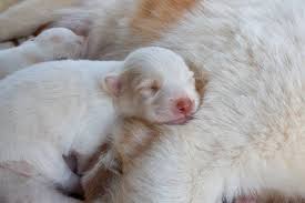 A Los Cuantos Dias Abren Los Ojos Los Perritos