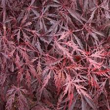 Below is a cold hardiness rating of many varieties of japanese maples. Buy Acer Palmatum Var Dissectum Tamukeyama Online Southern Woods