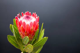 Image result for Protea micans