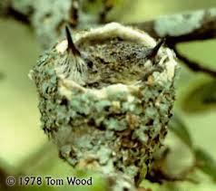 Maybe you would like to learn more about one of these? Rescuing Baby Hummingbirds Life Birds And Everything