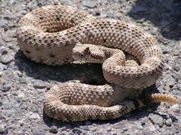 Amazing Desert Animals Surviving In Barren And Arid Landscapes
