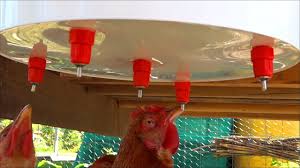 Youtube In 2020 Chicken Watering System Water Trough Landscaping Retaining Walls