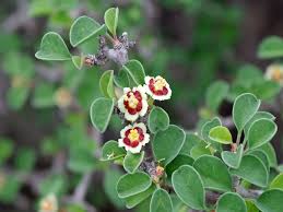 Image result for Euphorbia glanduligera
