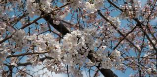 Le Japon Celebre Ses Cerisiers En Fleurs Faire Le Tour Du Monde En Parfums