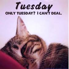 Tuesday quotes funny tuesday motivation quotes tuesday humor funny quotes emo cat ballerina happy tuesday gif happy tuesday tuesday gifs tuesday tuesday quotes tuesday images. Funny Tuesday Quotes Tuesday Quote Memes Fit For Fun