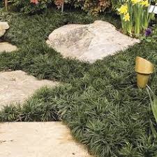 We have a large run (over 1,000 sq ft) and are struggling with cover ideas. 41 Dog Safe Drought Tolerant Plants Ideas Plants Drought Tolerant Plants Drought Tolerant