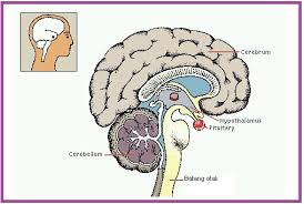 Maybe you would like to learn more about one of these? Biologi Gonzaga Kelenjar Pituitary