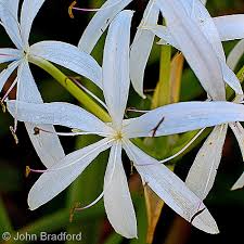 Image result for Crinum paludosum