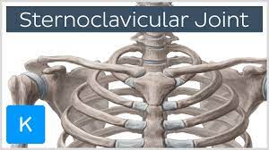 Serratia marcescens septic sternoclavicular joint arthritis: Sternoclavicular Joint Location Movements Human Anatomy Kenhub Youtube