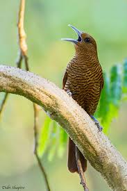 Image result for Vangueria vestita