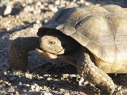 Bats coyotes & foxes procyonids: Sonoran Desert Wildlife Desertusa