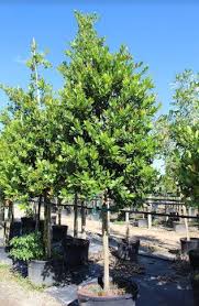 Image result for Calophyllum