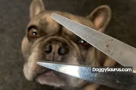 Whiskers are a specialised form of hair, and as such, they do not have a nerve supply, so the act of cutting them will be no more painful than trimming nails. Do Dogs Whiskers Grow Back How Long If Cut Burned Plucked