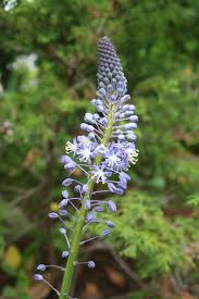 Image result for Nervilia lilacea