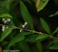 Image result for Lippia javanica