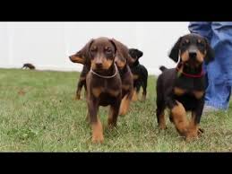 Der dobermann braucht viel bewegung, deshalb sind lange ausgiebige spaziergänge, ausflüge oder hundesportarten wichtig. Dobermann Welpen Wirklich Alles Was Du Uber Sie Wissen Musst