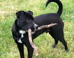 They would also take excellent care of training a rottweiler pitbull mix breed is quite easy. Pitweiler Rottweiler Pitbull Mix Dog Breed Pictures Info Care Guide Traits Pet Keen