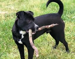 While both parent breeds' infamous reputation may give you pause, we. Pitweiler Rottweiler Pitbull Mix Dog Breed Pictures Info Care Guide Traits Pet Keen