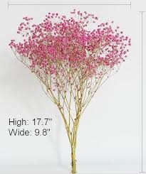 140 pcs dried pressed flowers for resin, real pressed flowers dry leaves bulk natural herbs kit for scrapbooking diy art crafts, epoxy resin jewelry, candle, soap making, nails décor. 2 Bunches Of Dried Baby S Breath Bulk Dried Flowers Gypsophila Gyp Paintingforhome