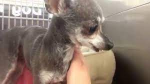 Maybe you would like to learn more about one of these? A1620425 This Stray Chinese Crested Chihuahua Mix Is Estimated To Be 11 Yrs Old Available 4 17 16 Youtube