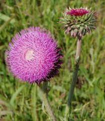 We did not find results for: Noxious Weed Control Program