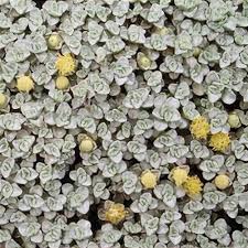 Image result for Ruspolia australis