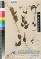 Image result for Gerrardina