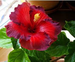 Dark Rich Red Hibiscus Rosa Sinensis Nightfire Flower Hibiscus Flowers Hibiscus Tree Hibiscus Rosa Sinensis