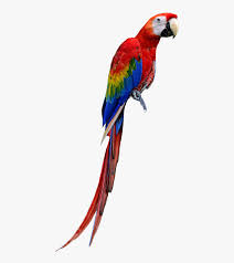 macaw imagenes de guacamayas png free transparent clipart clipartkey macaw imagenes de guacamayas png