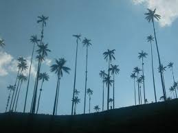Check spelling or type a new query. Wax Palm Colombia S National Tree Photo