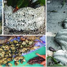 Check spelling or type a new query. Pdf Drivers Of Density For The Exploited Giant Clam Tridacna Maxima A Meta Analysis