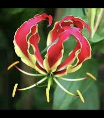 Image result for Gloriosa